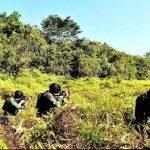Yonko 462 Kopasgat